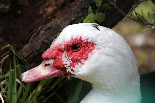 巴萨梅西关键助攻助力进球